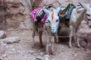 Donkeys awaiting rider Petra Jordan