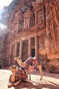 Camels at the Treasury in Petra Jordan