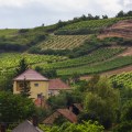 Grapes growing on the Tokaj hillsides