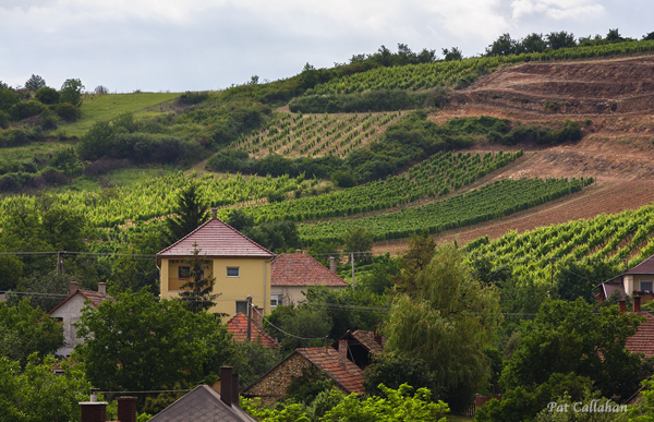 Grapes growing on the Tokaj hillsides