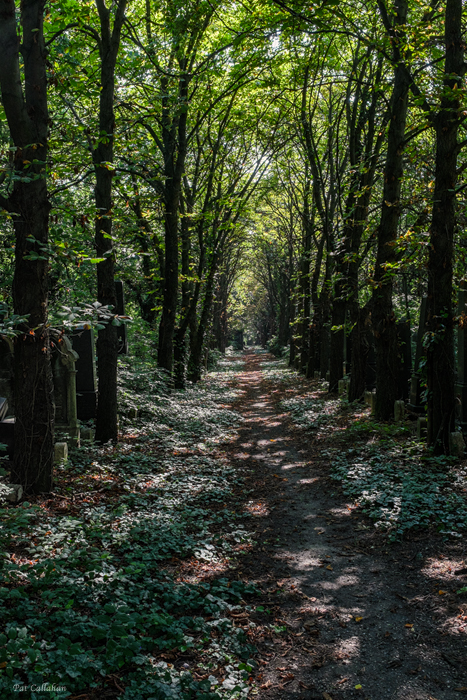 Path thru Jewish Cemetery Budapest