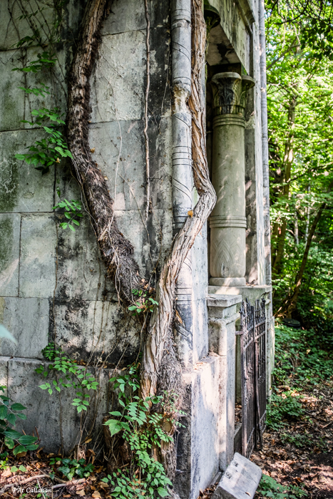 trees in the Jewish Cemetery Budapest wrap around the mausoleums