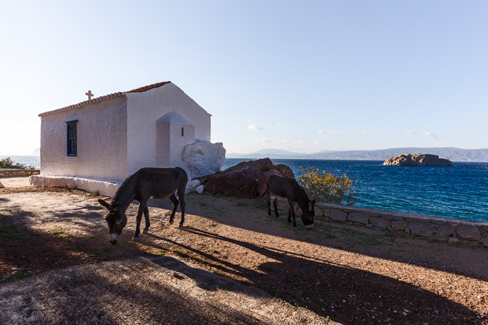 two donkeys near a church on Hydra Island