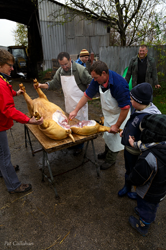 butchering a pig at a Komarom Hungary pig killingt p