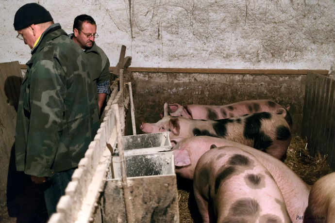 Pigs awaiting a killing on farm in Kolmarom Hungarynt