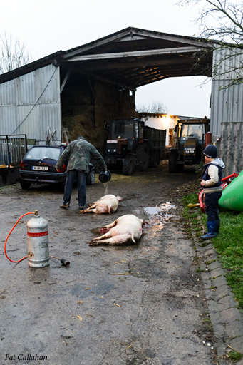 Komárom Pig Killing Preparing
