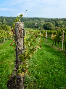 Vineyards everywhere