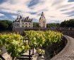 Chateau de Chenonceau vineyards