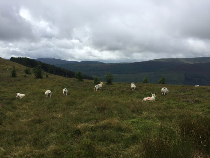 Sheep on the hills.jpg