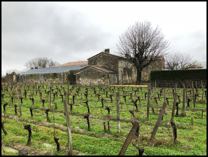 Saint Emilion Vineyard